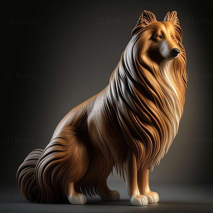 Long   haired Collie dog